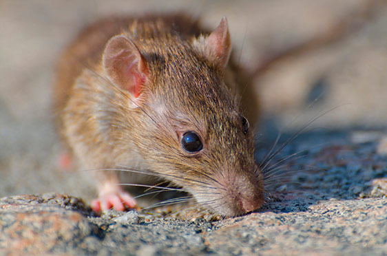 desratização para ratos